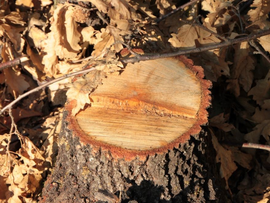 tree and stump removal franklin tn