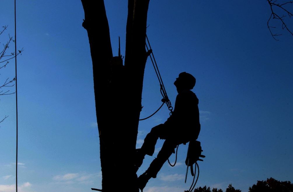 Tree Service Worker Franklin, TN