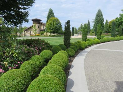 Tree and shrub pruning work in Brentwood