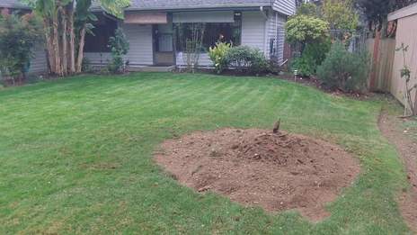 finished stump removal work in Brentwood