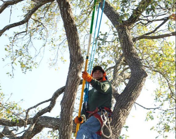 tree trimming work in Brentwood